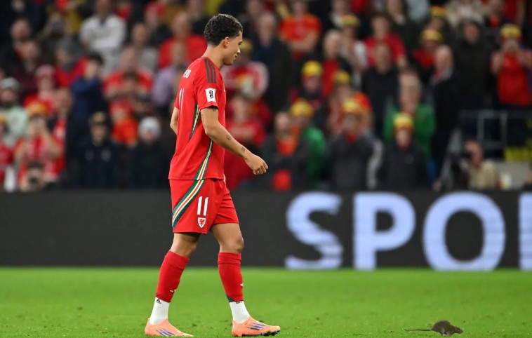 Trận Bỉ vs Xứ Wales bị gián đoạn vì lý do bất ngờ